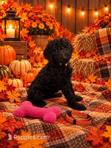 Zoey - Orange Collar F1b GD – Goldendoodle puppy for sale in Carrollton, GA