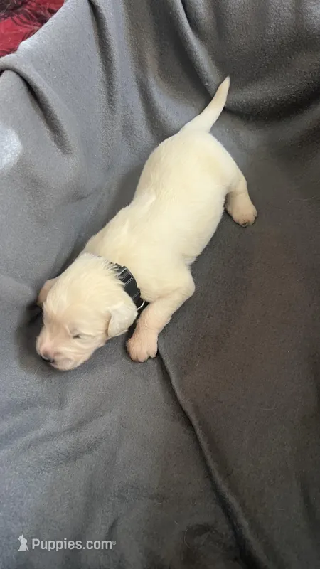 Finley Black Collar PD, a male Pyredoodle for sale in Carrollton, GA – Photo 1 of 4