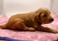Rosie Purple Collar GD, a female Goldendoodle for sale in Carrollton, GA – 2 of 3