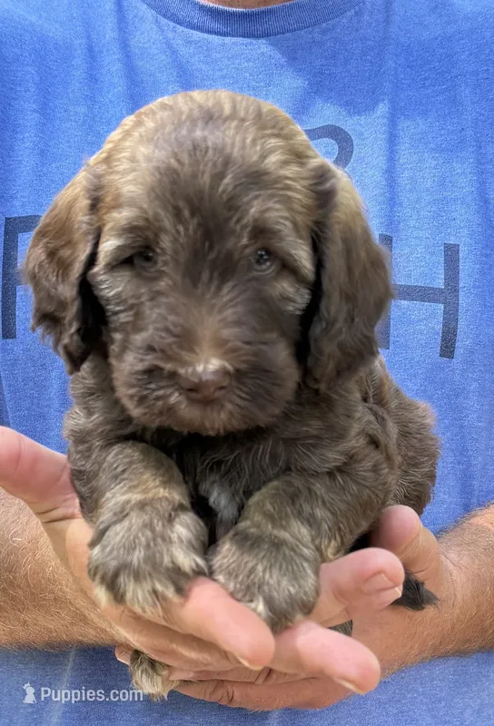 Layla Mini – Miniature Aussiedoodle puppy for sale in Carrollton, GA