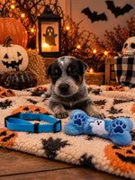 Dax - Blue Collar, a male Australian Cattle Dog for sale in Carrollton, GA – 1 of 3