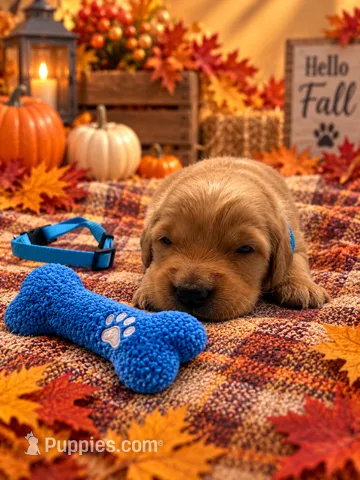 Micah - Blue Collar GR – Golden Retriever puppy for sale in Carrollton, GA