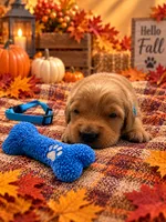 Micah - Blue Collar GR, a male Golden Retriever for sale in Carrollton, GA – 1 of 3