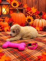 Hazel - Pink Collar, a female Pyredoodle for sale in Carrollton, GA – 2 of 3