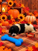Bear - Orange Collar, a male Pyredoodle for sale in Carrollton, GA – 2 of 3