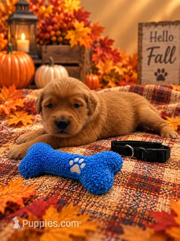 Milo - Black Collar GR – Golden Retriever puppy for sale in Carrollton, GA