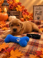 Milo - Black Collar GR, a male Golden Retriever for sale in Carrollton, GA – 1 of 3