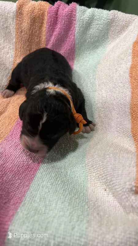 Lily AD Ora Col. Tuxedo, a female Miniature Aussiedoodle for sale in Carrollton, GA – Photo 1 of 2