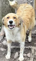 Hazel, a female Great Pyrenees for sale in Carrollton, GA – 4 of 5