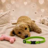 Paisley Green Collar F1 GD, a female Goldendoodle for sale in Carrollton, GA – 2 of 3