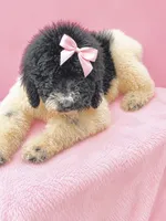 Zoey Green Collar Poo, a female Poodle - Multi-Colored Standard for sale in Carrollton, GA – 1 of 6