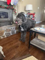 Brooklyn, a female Aussiedoodle for sale in Carrollton, GA – Photo 1 of 2