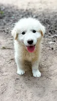 Diesel , a male Great Pyrenees for sale in Carrollton, GA – 4 of 6