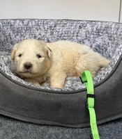 Beauty Green Collar GP, a female Great Pyrenees for sale in Carrollton, GA – Photo 2 of 3