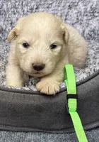 Beauty Green Collar GP, a female Great Pyrenees for sale in Carrollton, GA – Photo 1 of 3