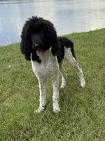Hank Brown Collar , a male Poodle - Multi-Colored Standard for sale in Carrollton, GA – 2 of 9