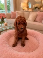 Rosie Purple Collar Poodle , a female Poodle - Standard  for sale in Carrollton, GA – 1 of 3