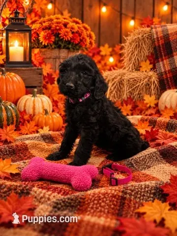 Angel - Pink Collar F1b GD – Goldendoodle puppy for sale in Carrollton, GA