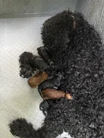 Luna litter, a female Goldendoodle for sale in Carrollton, GA – Photo 1 of 3