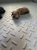 Luna litter, a female Goldendoodle for sale in Carrollton, GA – Photo 2 of 3