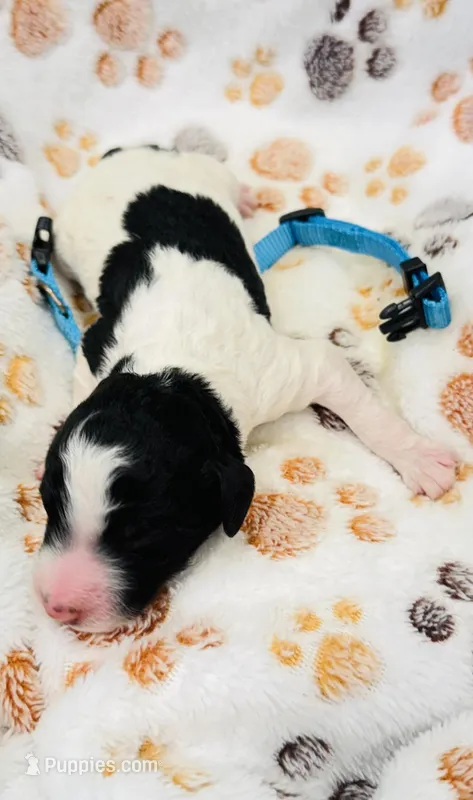 Bruno Blue Collar Parti GD