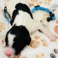 Bruno Blue Collar Parti GD, a female Goldendoodle for sale in Carrollton, GA – Photo 6 of 7