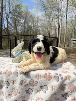 Bruno Blue Collar Parti GD, a female Goldendoodle for sale in Carrollton, GA – Photo 2 of 7