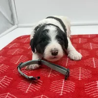 Bruno Blue Collar Parti GD, a female Goldendoodle for sale in Carrollton, GA – Photo 5 of 7