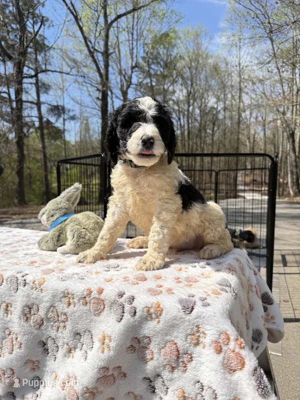 Bruno Blue Collar Parti GD – Goldendoodle puppy for sale in Carrollton, GA