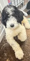 Bruno Blue Collar Parti GD, a female Goldendoodle for sale in Carrollton, GA – 1 of 9