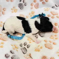 Bruno Blue Collar Parti GD, a female Goldendoodle for sale in Carrollton, GA – Photo 7 of 7