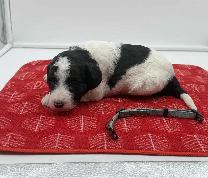 Bruno Blue Collar Parti GD