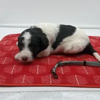 Bruno Blue Collar Parti GD, a female Goldendoodle for sale in Carrollton, GA – Photo 4 of 7