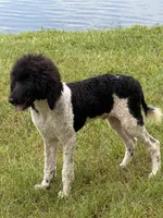 Hank Brown Collar , a male Poodle - Multi-Colored Standard for sale in Carrollton, GA – 4 of 9