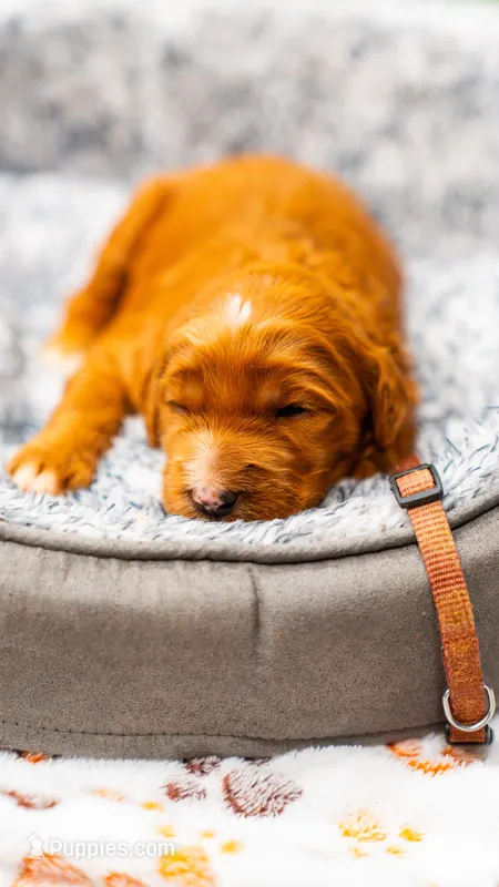 Sold Cooper brown collar GD