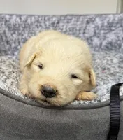 Zoey Black Collar GP, a female Great Pyrenees for sale in Carrollton, GA – Photo 2 of 3