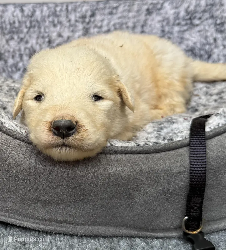Zoey Black Collar GP – Great Pyrenees puppy for sale in Carrollton, GA