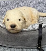 Zoey Black Collar GP, a female Great Pyrenees for sale in Carrollton, GA – Photo 1 of 3