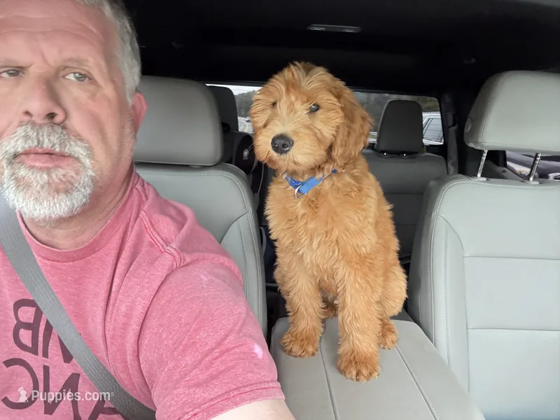 Milo Orange Collar GD – Goldendoodle puppy for sale in Carrollton, GA