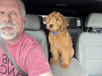 Milo Orange Collar GD, a male Goldendoodle for sale in Carrollton, GA – 1 of 6