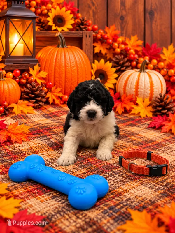 Bear - Orange Collar – Pyredoodle puppy for sale in Carrollton, GA