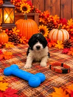 Bear - Orange Collar, a male Pyredoodle for sale in Carrollton, GA – 1 of 3