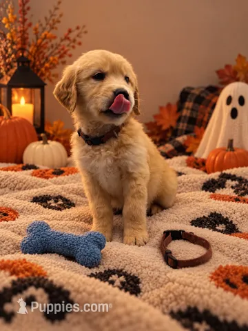 Major - Brown Collar – Golden Retriever puppy for sale in Carrollton, GA