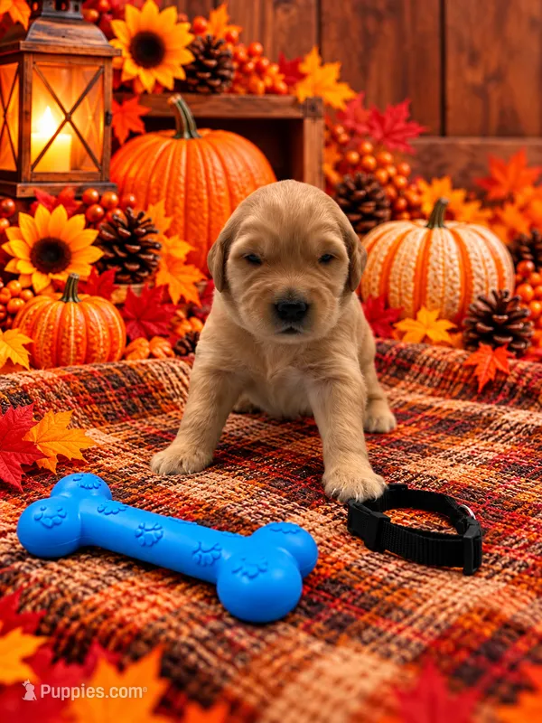 Micah - Black Collar – Golden Retriever puppy for sale in Carrollton, GA