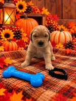 Micah - Black Collar, a male Golden Retriever for sale in Carrollton, GA – 1 of 3