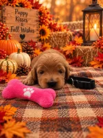 Lily - Black Collar F1b GD, a female Goldendoodle for sale in Carrollton, GA – 1 of 3