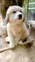 Zeus Green Collar , a male Great Pyrenees for sale in Carrollton, GA – 2 of 4