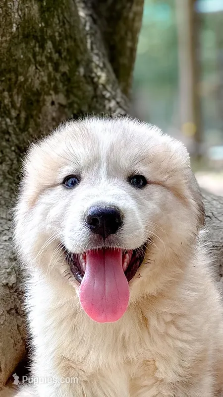 Zeus Green Collar  – Great Pyrenees puppy for sale in Carrollton, GA