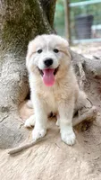 Zeus Green Collar , a male Great Pyrenees for sale in Carrollton, GA – 3 of 4