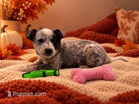 Whiskey - Green Collar – Australian Cattle Dog puppy for sale in Carrollton, GA